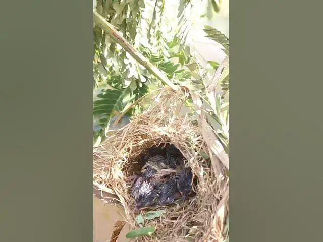 Video thumbnail for Babies Bird Cries Feed Eat (EP-72)  #birds #nature #birdfeeding #birdwatching