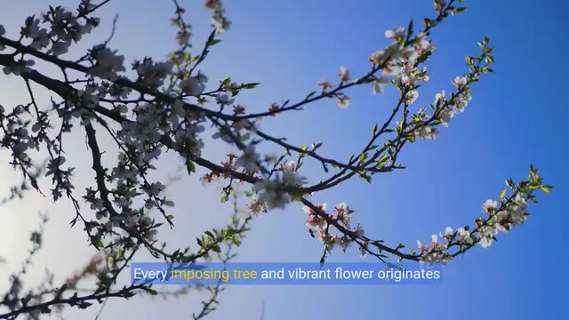 Video thumbnail for From Seed to Splendor: The Science of Plant Growth