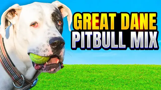 Video thumbnail for Great Dane Pitbull Mix | An Under Rated, Perfect Family Pet