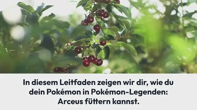 Video thumbnail for Pokémon-Legenden Arceus: Pokémon füttern [Anleitung]