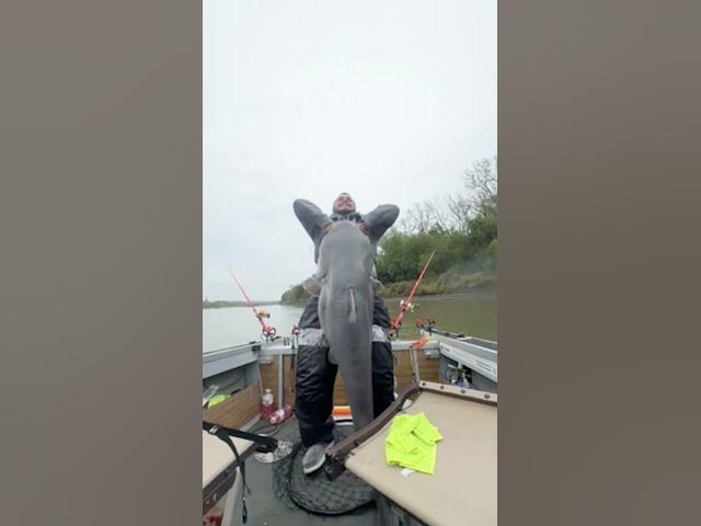Video thumbnail for Would-be Record Missouri Blue Catfish 😮