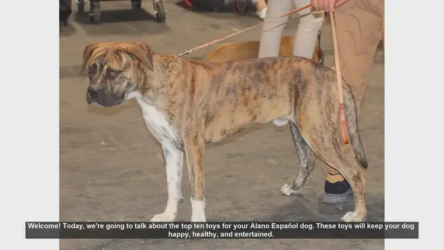 Video thumbnail for Top 10 Toys for Your Alano Español Dog