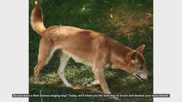 Video thumbnail for How to Brush and Deshed Your New Guinea Singing Dog