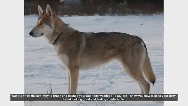 Video thumbnail for How to Brush and Deshed Your Saarloos Wolfdog: Expert Tips