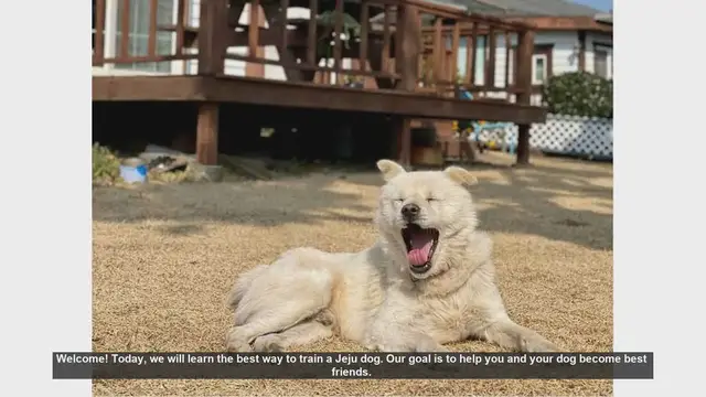 Video thumbnail for How to Train Your Jeju Dog: Tips for a Happy and Well-Behaved Pet