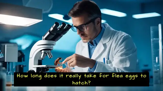 'Video thumbnail for How Long Does It Take for Flea Eggs to Hatch'