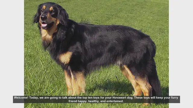 Video thumbnail for Top 10 Toys to Keep Your Hovawart Dog Happy and Healthy