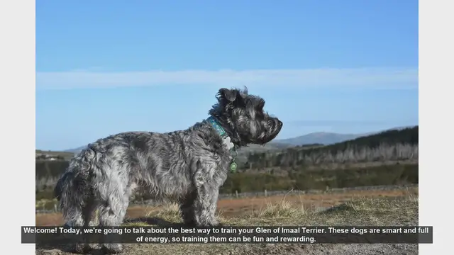 Video thumbnail for Effective Training Tips for Your Glen of Imaal Terrier