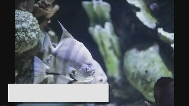 'Video thumbnail for Fish Tank Aquascaping Ideas: Create a Beautiful Environment'