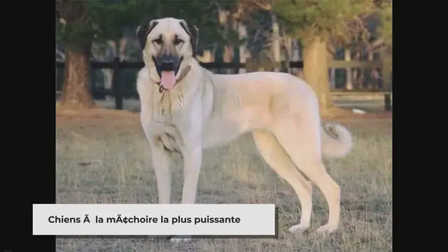 Video thumbnail for Quel chien à la machoire la plus puissante (classement)