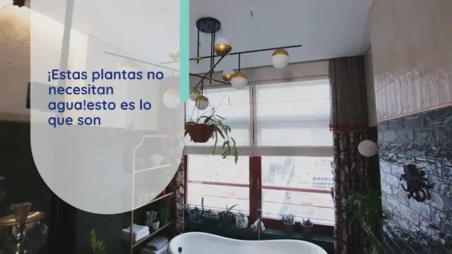 Video thumbnail for ¡Estas plantas no necesitan agua! esto es lo que son
