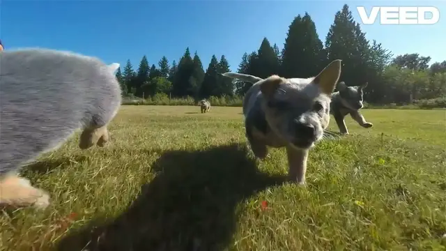 Video thumbnail for Meet the Energetic Blue Heeler