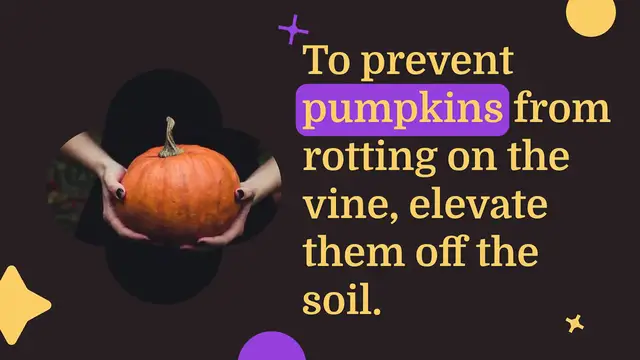 Video thumbnail for 5 Tips for Growing Pumpkins Successfully