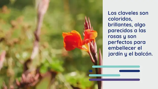 Video thumbnail for Todo sobre el clavel, la planta que todo el mundo cultiva en Italia