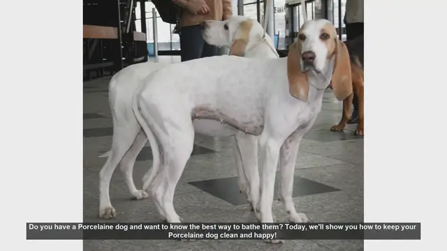 Video thumbnail for How to Bathe Your Porcelaine Dog: Step-by-Step Guide