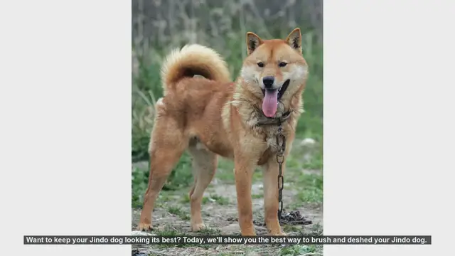 Video thumbnail for How to Brush and Deshed Your Jindo Dog: Essential Tips