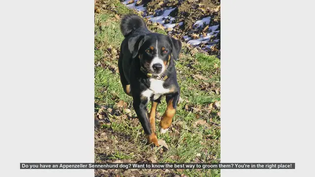 Video thumbnail for How to Groom Your Appenzeller Sennenhund: Essential Tips