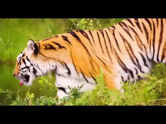 Video thumbnail for How Do Tigers Use the Element of Surprise in Hunting?