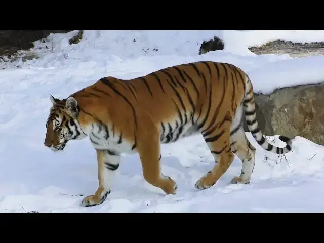 Video thumbnail for How Scientists Track Tigers Using GPS Collars?