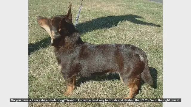 Video thumbnail for How to Brush and Deshed Your Lancashire Heeler: A Complete Guide