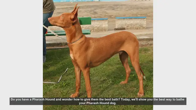 Video thumbnail for How to Bathe Your Pharaoh Hound: Step-by-Step Guide