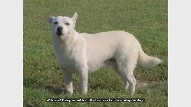 Video thumbnail for How to Train Your Alopekis Dog: Tips and Techniques