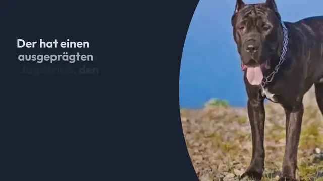 Video thumbnail for Weimaraner: Häufige Probleme, Erziehung & Erfahrungen