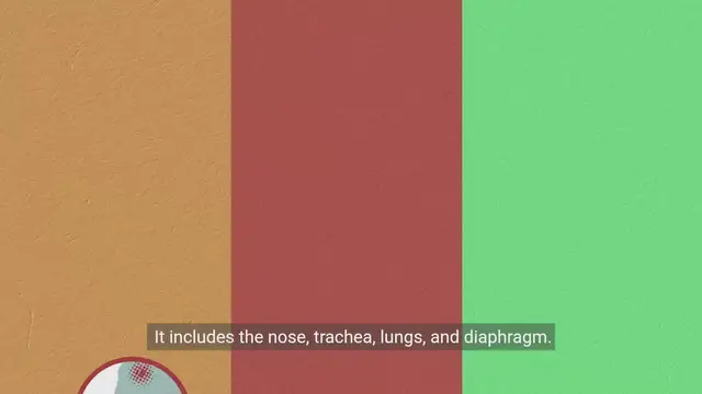 Video thumbnail for Understanding the Respiratory System
