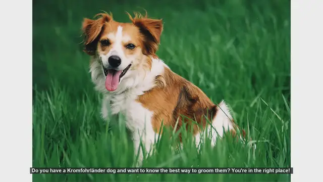 Video thumbnail for Ultimate Guide to Grooming Your Kromfohrländer Dog