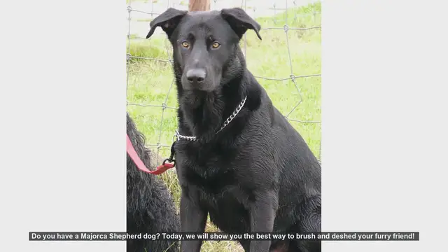 Video thumbnail for How to Brush and Deshed Your Majorca Shepherd Dog