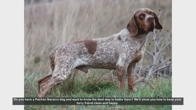 Video thumbnail for How to Bathe Your Pachón Navarro Dog: Step-by-Step Guide