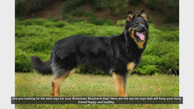 Video thumbnail for Top 10 Toys to Keep Your Bohemian Shepherd Happy and Healthy