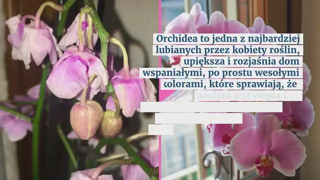 Video thumbnail for Zwiędnięta orchidea, jest jeszcze nadzieja: dzięki temu składnikowi wraca do życia