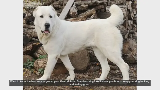 Video thumbnail for How to Groom Your Central Asian Shepherd: Step-by-Step Guide