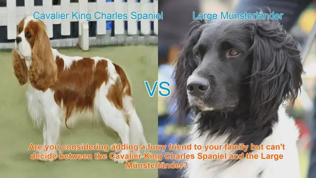 Video thumbnail for Cavalier King Charles Spaniel vs. Large Münsterländer: A Detailed Comparison