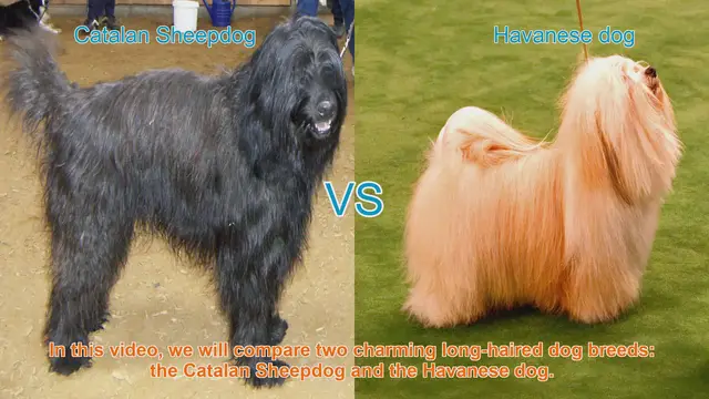 Video thumbnail for Catalan Sheepdog vs. Havanese: A Comparison of Charming Long-Haired Dog Breeds