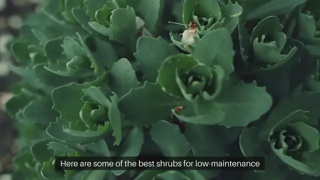 Video thumbnail for Best Shrubs For Low-Maintenance Landscaping
