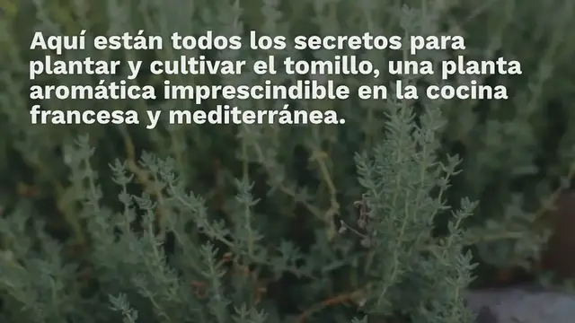Video thumbnail for Tomillo: secretos y consejos para plantar y cultivar con éxito