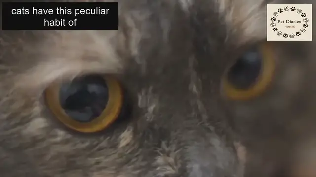 'Video thumbnail for Why Your cat Keeps Checking Up on You'
