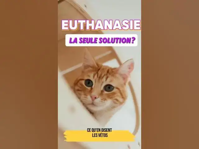 'Video thumbnail for Quand envisager l'euthanasie pour votre chat ?'