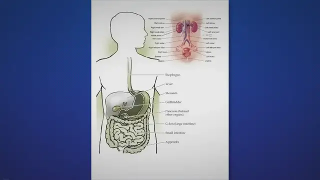'Video thumbnail for From BRAT to Bananas: Fast Relief and Prevention of Diarrhea through Diet'