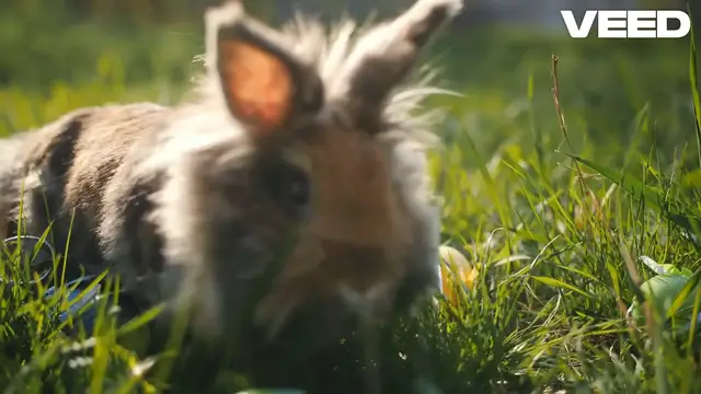 Video thumbnail for Fascinating Facts About Rabbits: Speed, Agility, and Hidden Behaviors