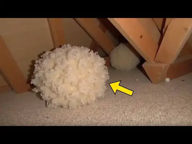 'Video thumbnail for Man Thought It Was Just Insulation — Then An Expert Discovers This'