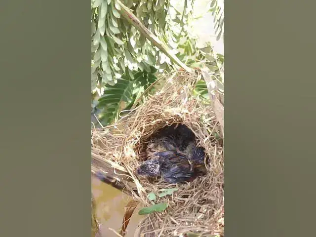 Video thumbnail for wild small baby birds (EP-52)  #birds #nature #birdfeeding #birdwatching  #birdslover #babybirds