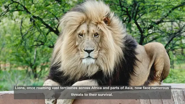 Video thumbnail for 10 Major Threats to Lion Conservation