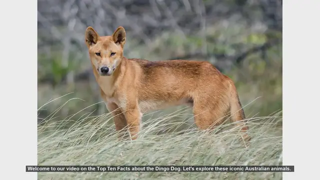 Video thumbnail for Top Ten Fascinating Facts About Dingo Dogs