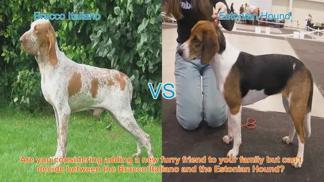 Video thumbnail for Bracco Italiano vs. Estonian Hound: Choosing the Right Dog Breed for Your Family