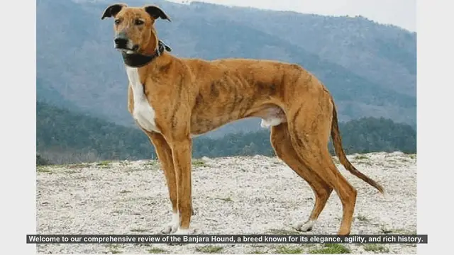 Video thumbnail for Banjara Hound: A Comprehensive Review of This Elegant and Agile Breed