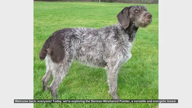 Video thumbnail for German Wirehaired Pointer: Pros and Cons of This Energetic Breed