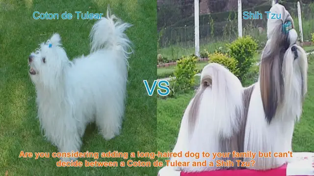 Video thumbnail for Coton de Tulear vs. Shih Tzu: A Comprehensive Comparison